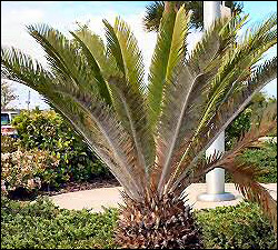 Cycad Aulacaspis Scale